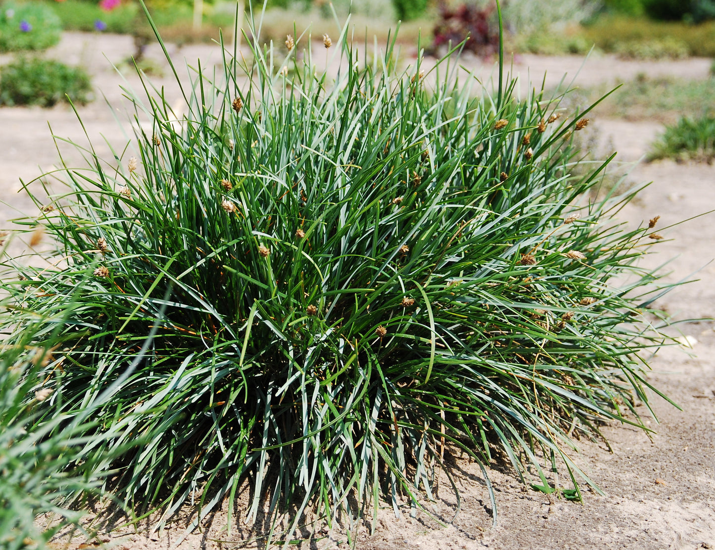 BLUE MOORE GRASS 1 GAL