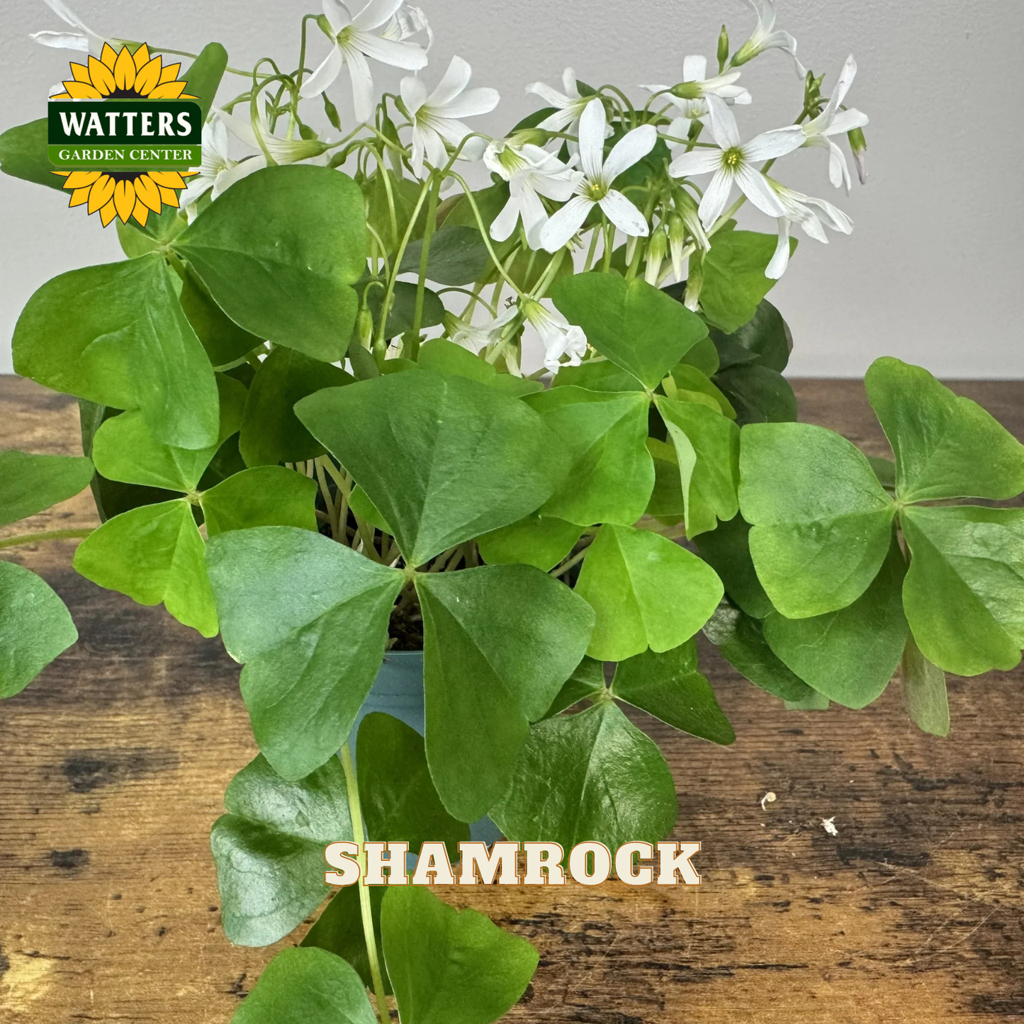 Green shamrock plant with white flowers in a black pot resting on a wood surface. Watters Garden Center Logo in upper left corner.