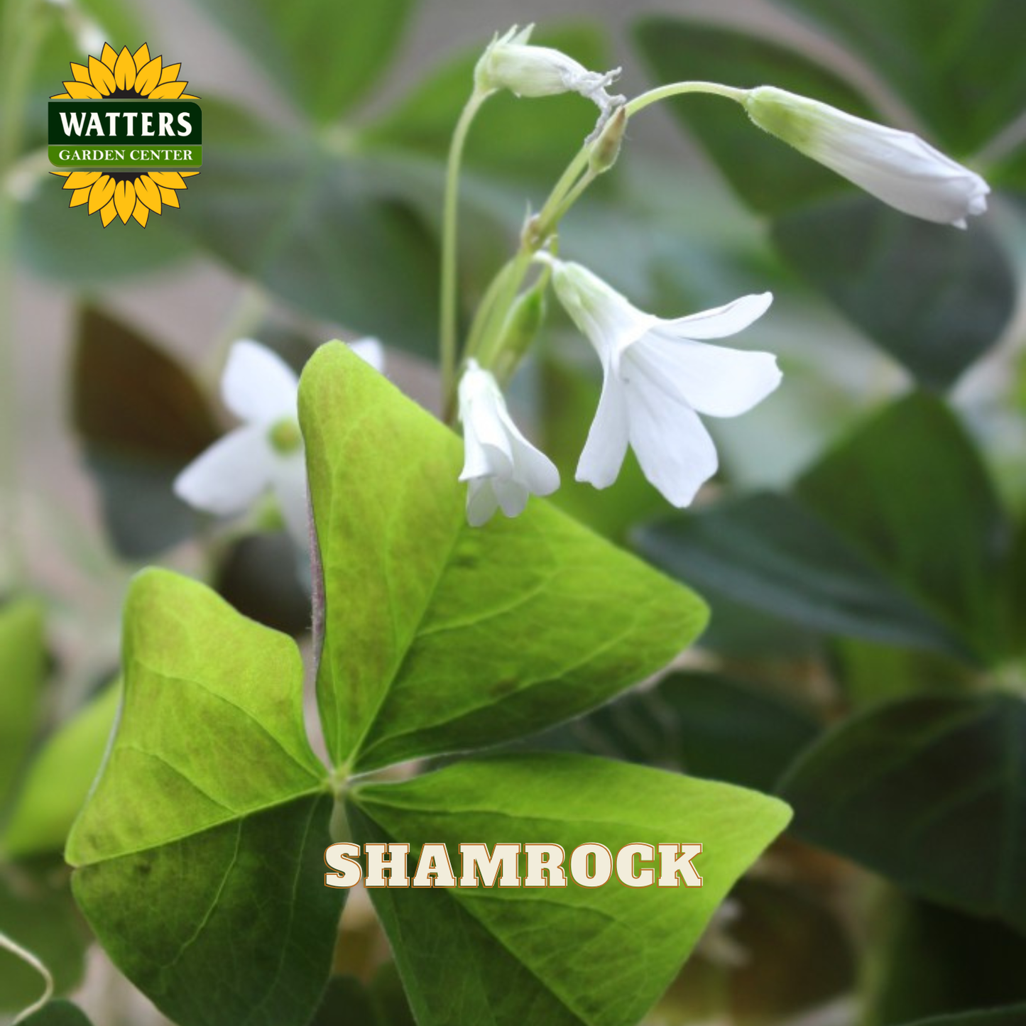 Green shamrock plant with white blooms.