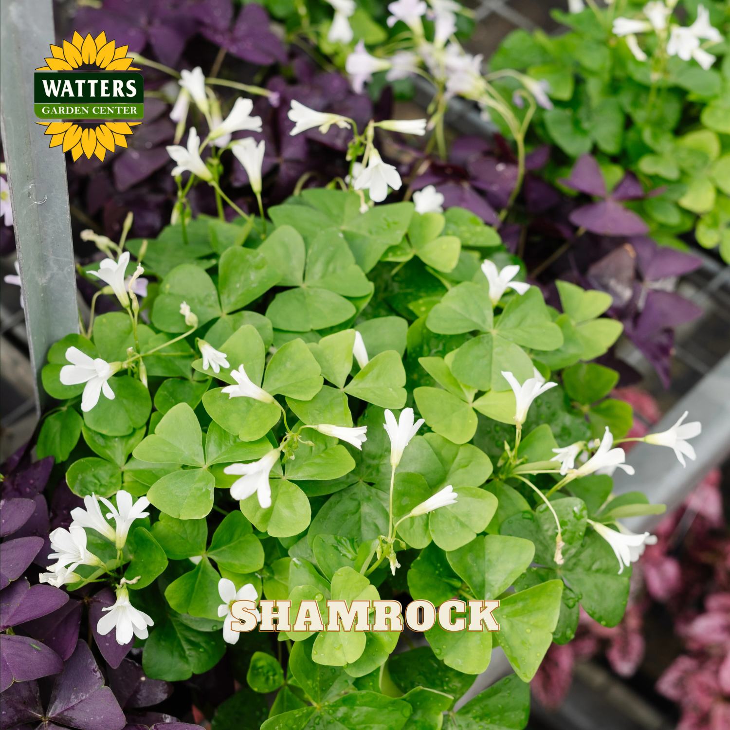 Green shamrock plant with white flowers in front of other purple and green shamrock plants. Watters logo in upper left corner.