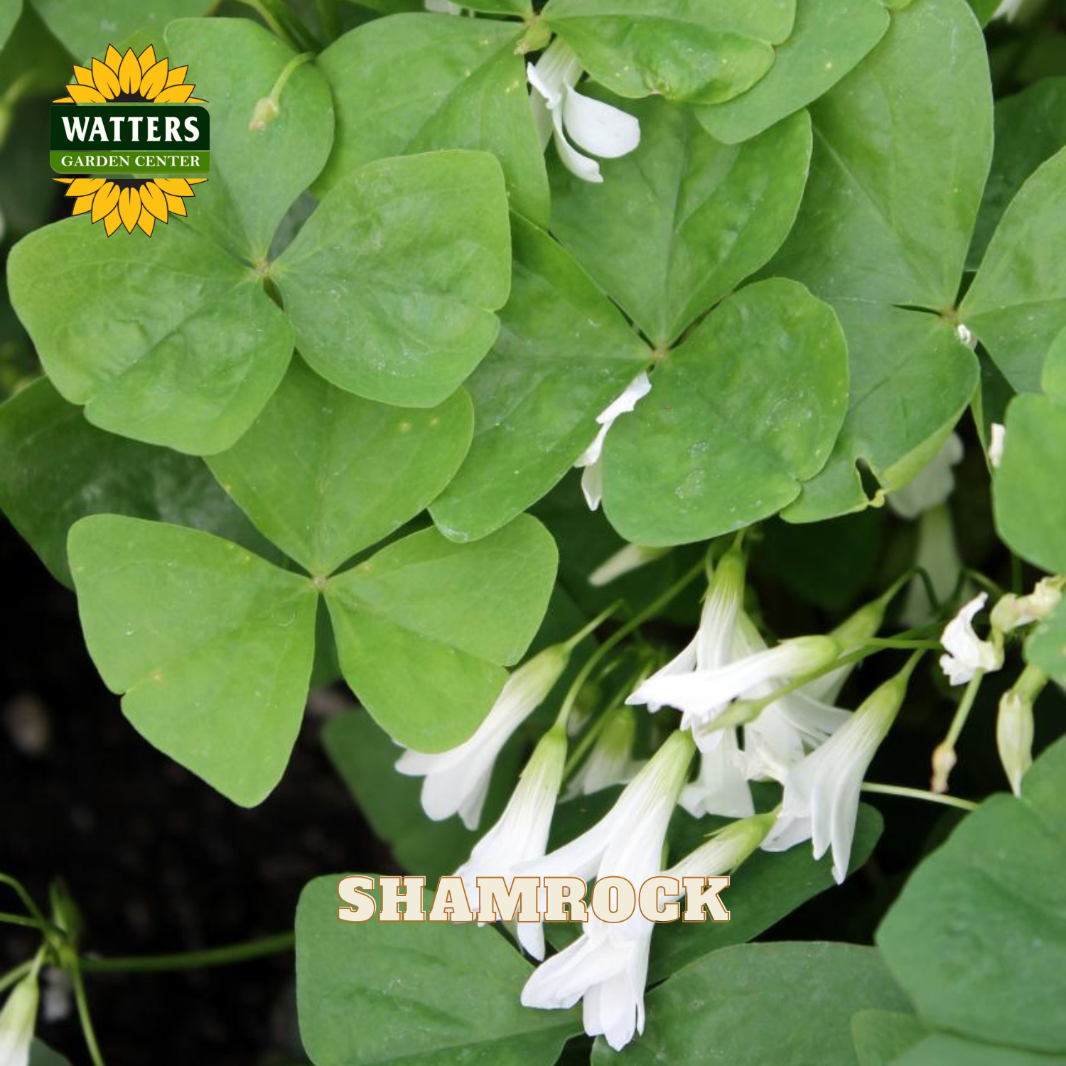 Close up of green shamrock plant leaves with white blooms. Watters logo in the upper left corner.