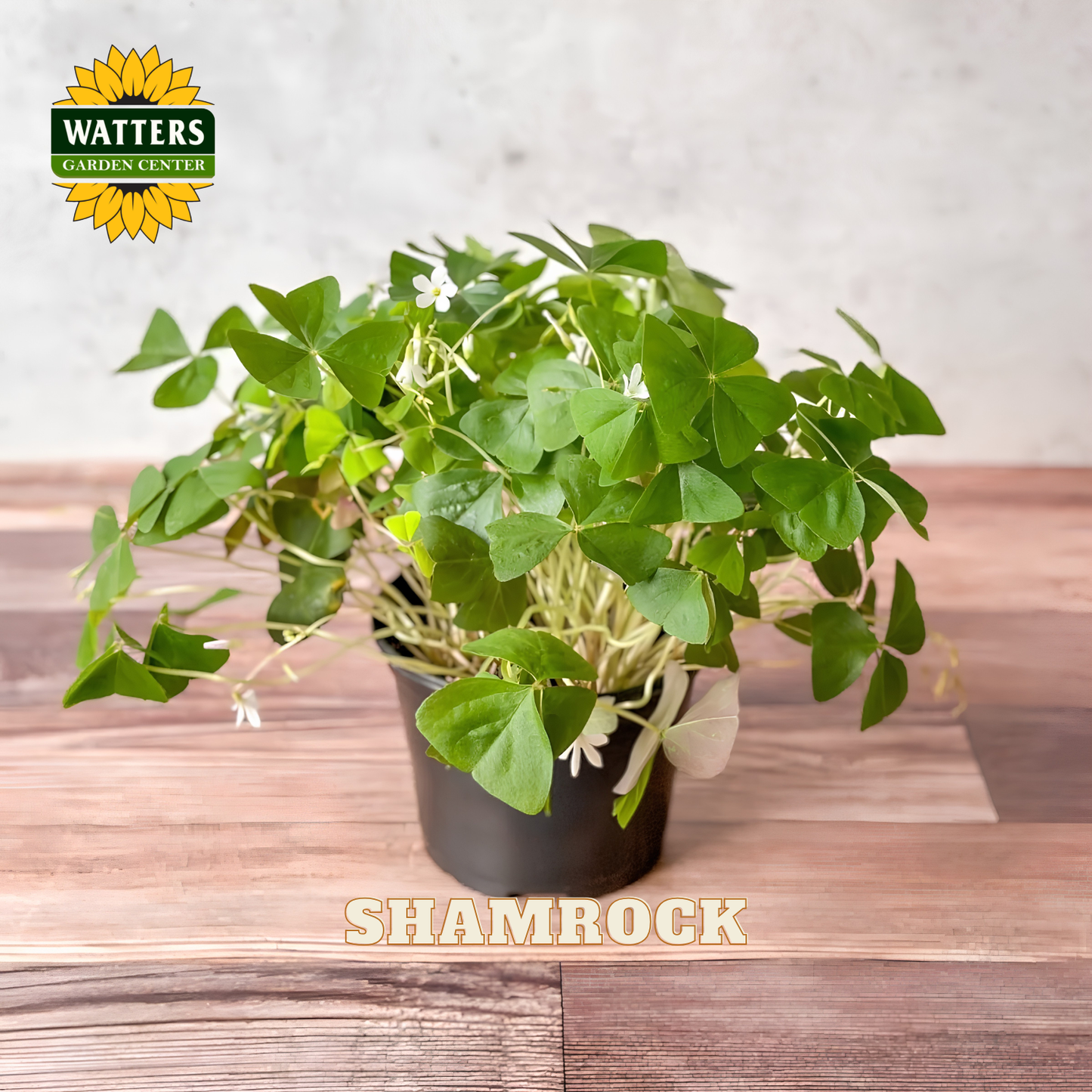 Green shamrock plant with white flowers in a black pot resting on a wooden surface. Watters Garden Center Logo in upper left corner.