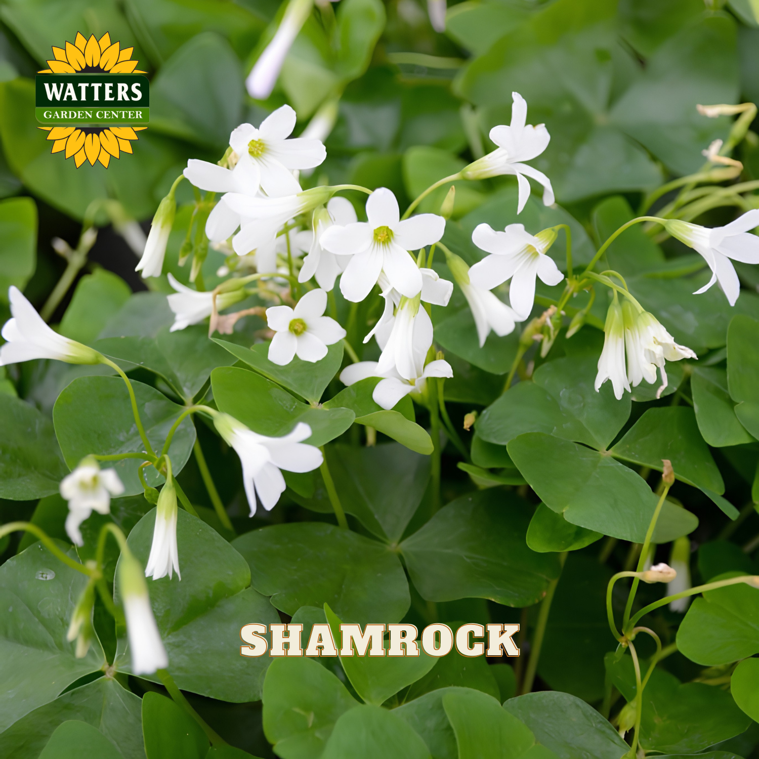 Close up of green shamrock plant leaves with white blooms. Watters logo in the upper left corner.