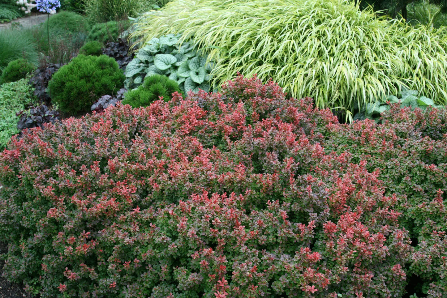 ADMIRATION BARBERRY 2gal