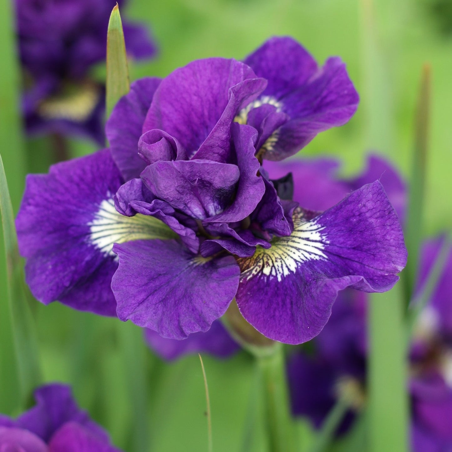 Siberian Iris - Kaboom
