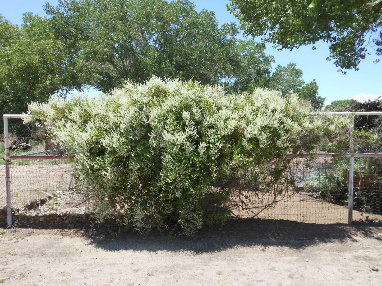 SILVER LACE VINE 5gal