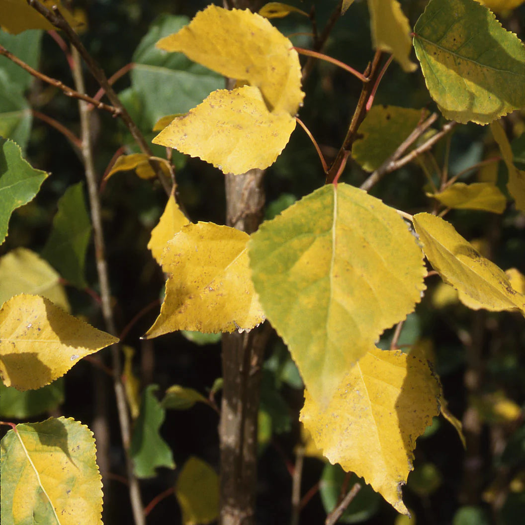SIOUXLAND COTTONLESS POPLAR 10gal