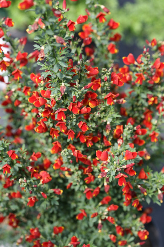 SISTER REDHEAD SCOTCH BROOM 3gal