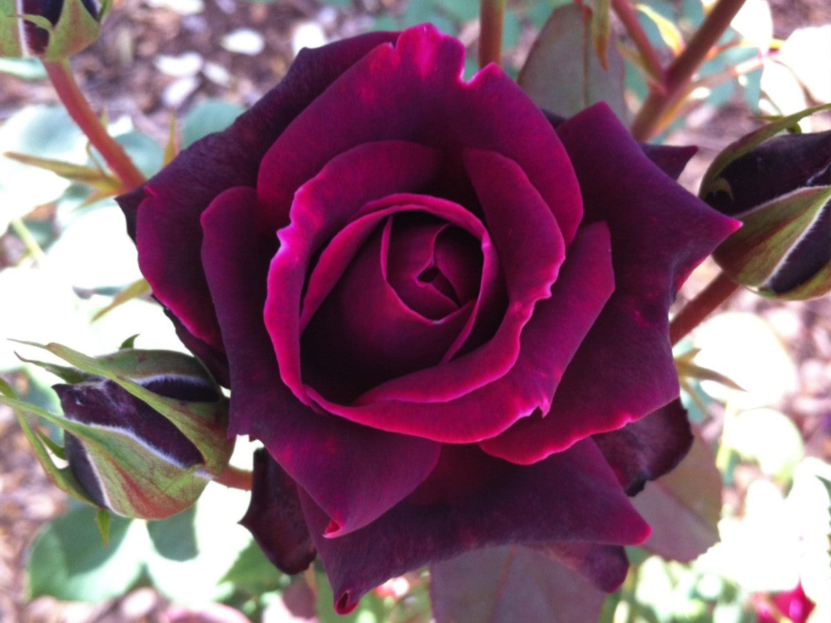 CRIMSON KNIGHT ROSE 2gal