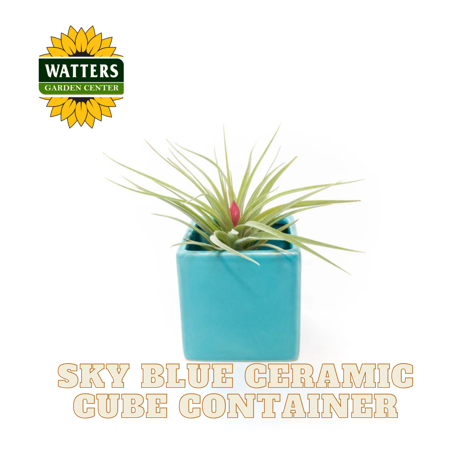 Blue ceramic cube container with a plant, Watters Garden Center logo above, on a white background