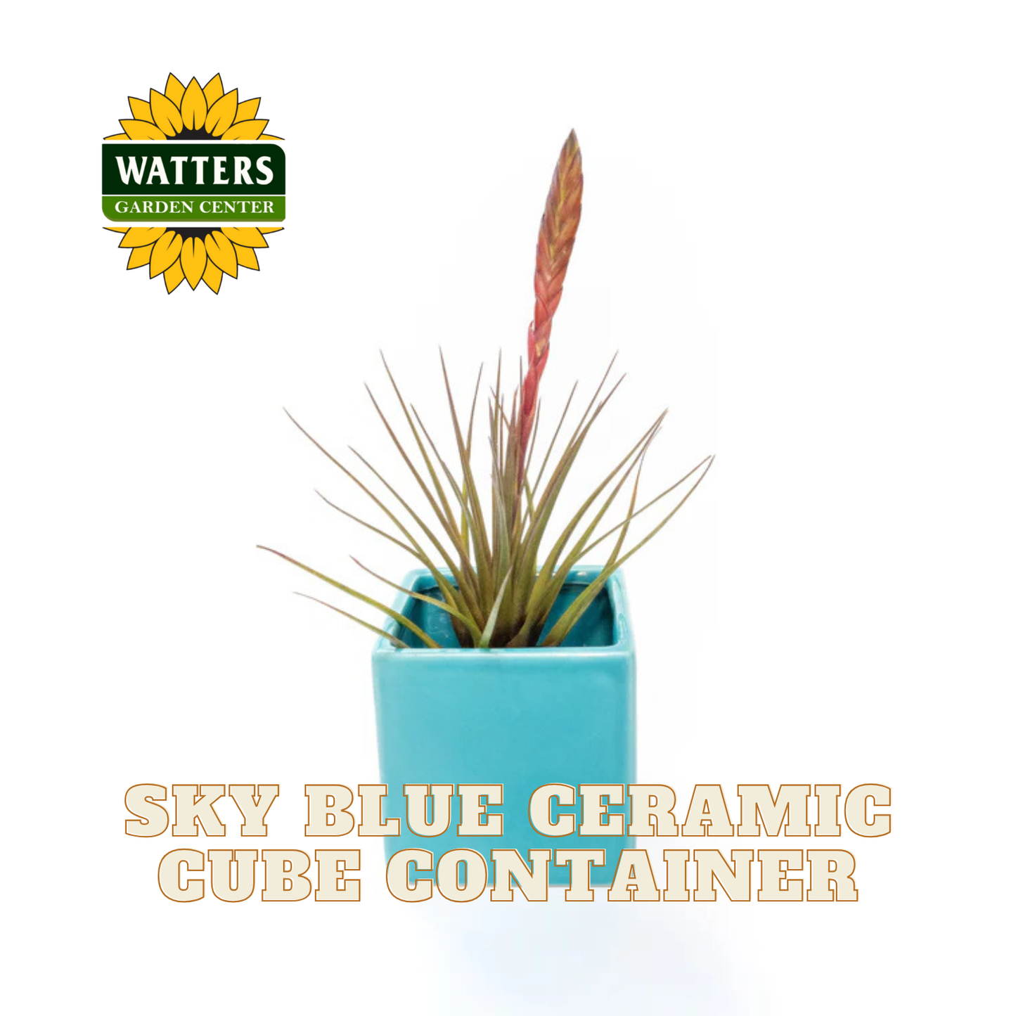 Blue ceramic cube container with a plant, Watters Garden Center logo above, on a white background