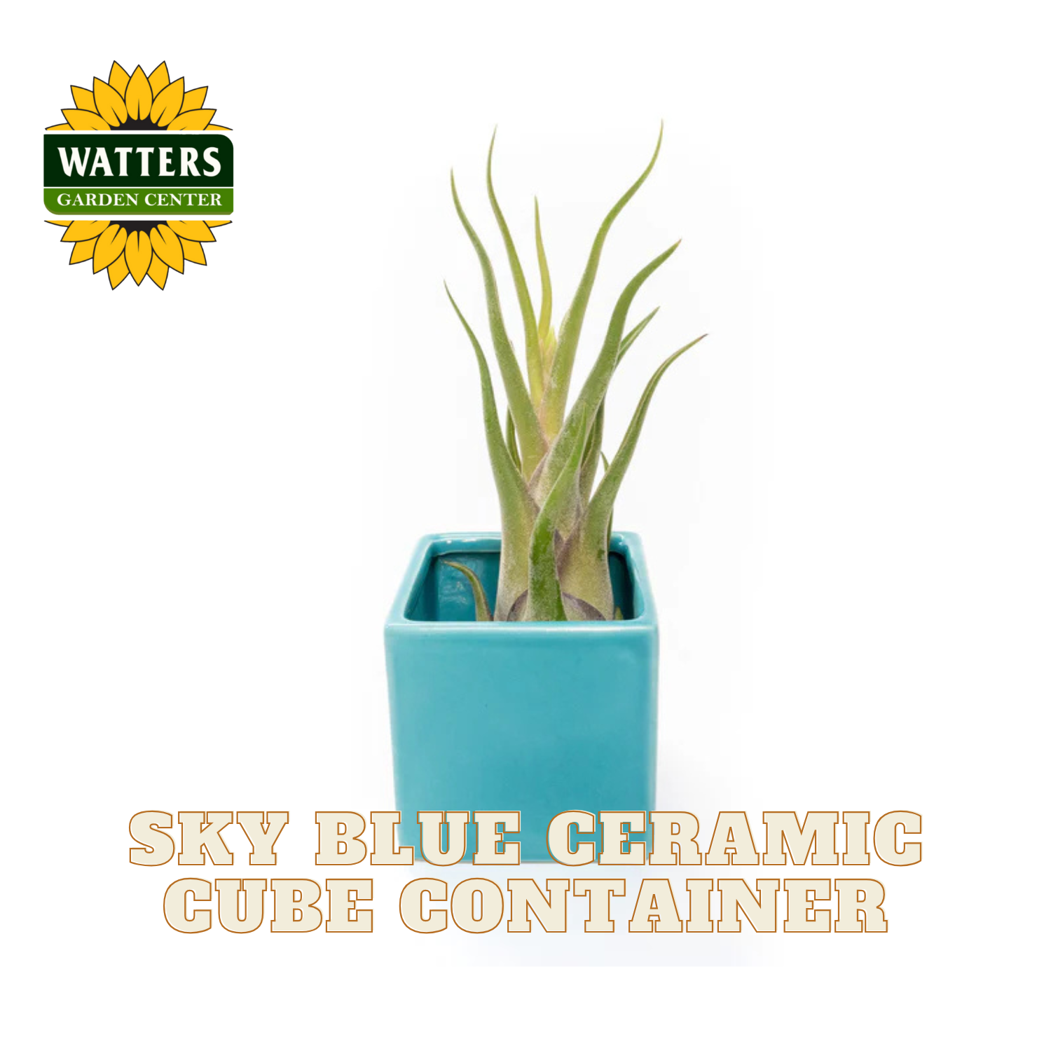 Blue ceramic cube container with a plant, branded with Watters Garden Center on a white background.
