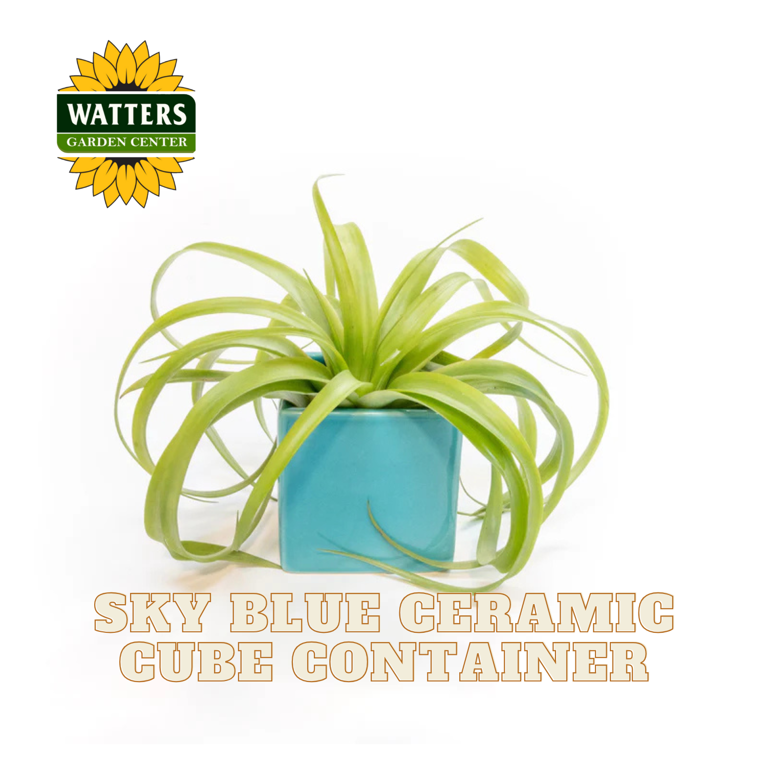 Green plant in a sky blue ceramic cube container with Watters Garden Center logo.