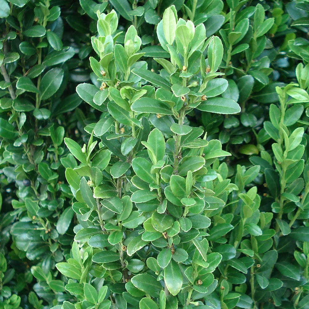 SKY PENCIL HOLLY 1gal