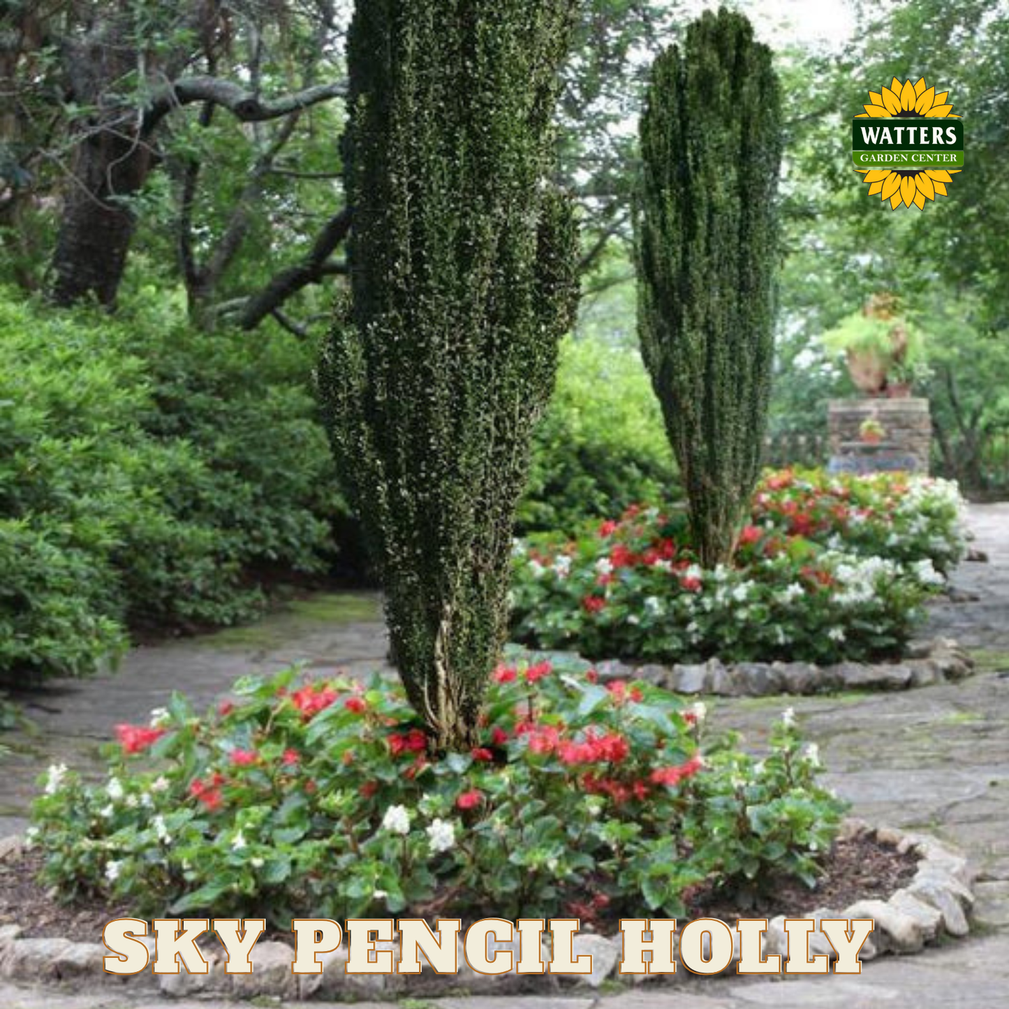 Sky Pencil Holly (ILEX CRENATA SKY PENCIL) - 3 gallon 30"