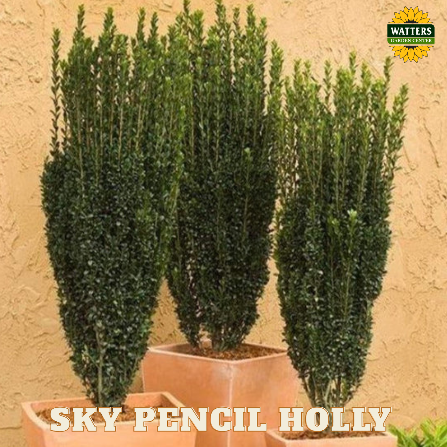 Sky Pencil Holly (ILEX CRENATA SKY PENCIL) - 3 gallon 30"