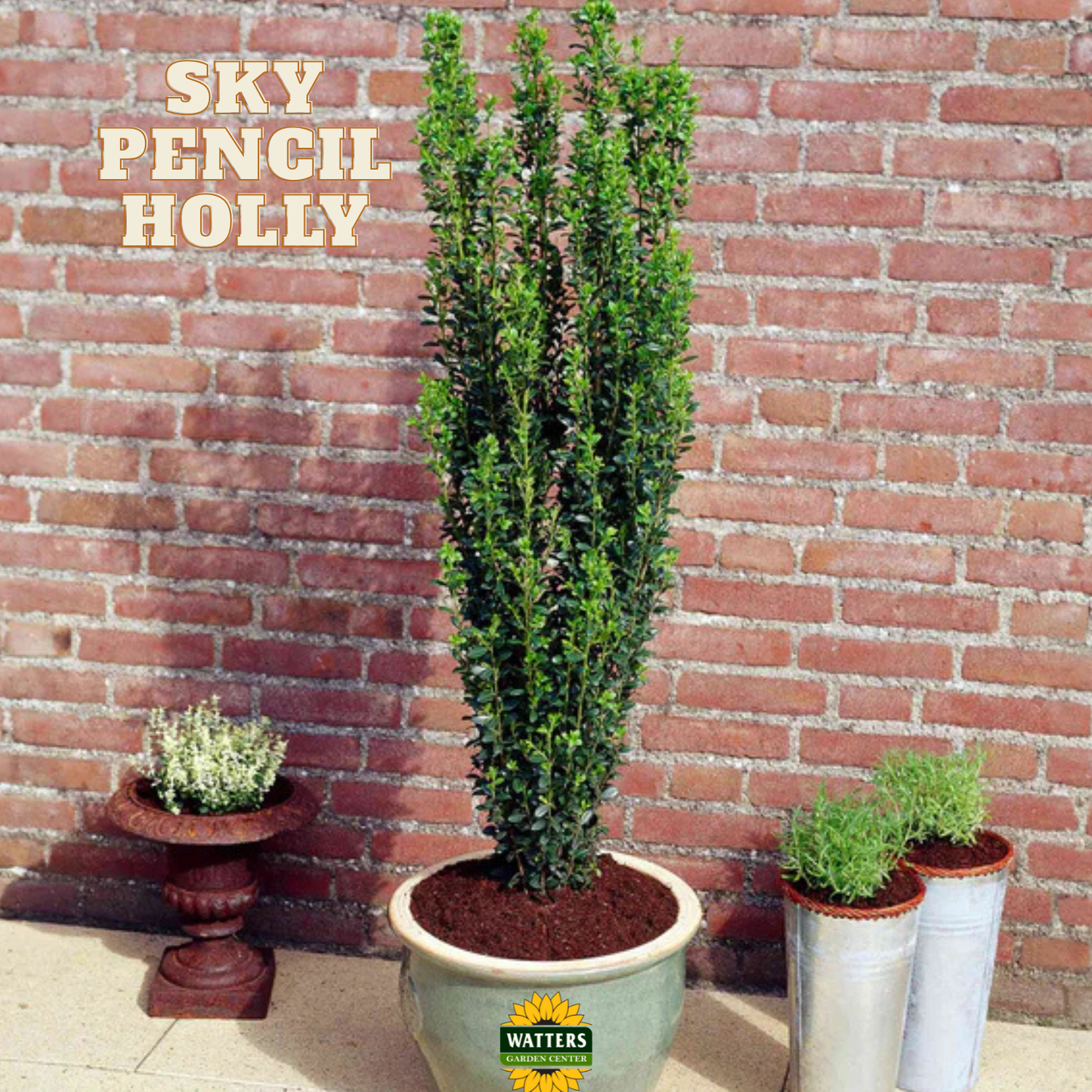 Sky Pencil Holly (ILEX CRENATA SKY PENCIL) - 3 gallon 30"