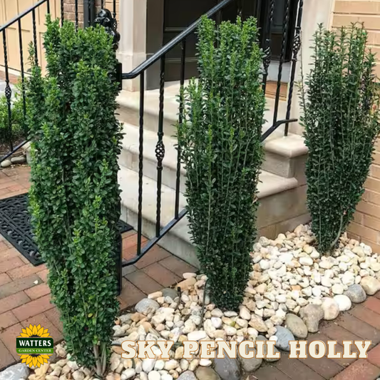 Sky Pencil Holly (ILEX CRENATA SKY PENCIL) - 3 gallon 30"