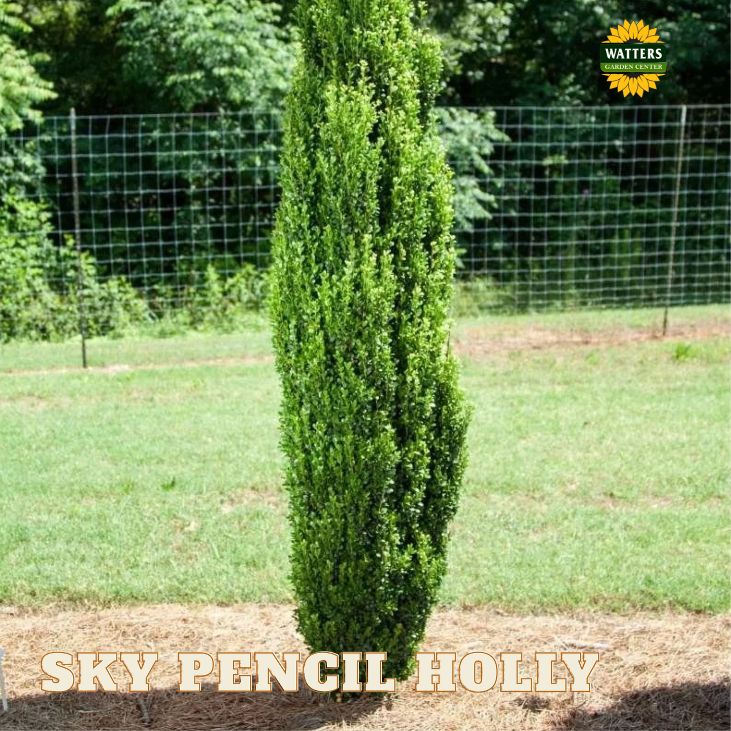 Sky Pencil Holly (ILEX CRENATA SKY PENCIL) - 3 gallon 30"