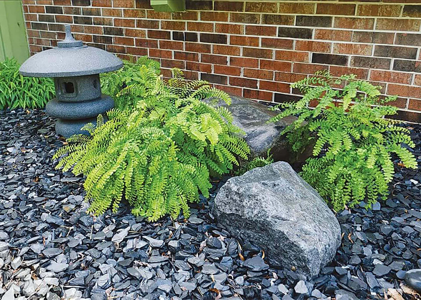EMERALD SPREADER YEW 2gal