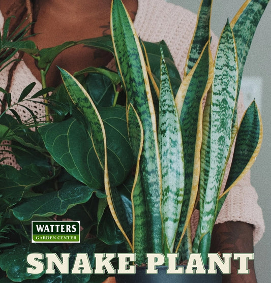 GOLDEN EDGE SNAKE PLANT 6in