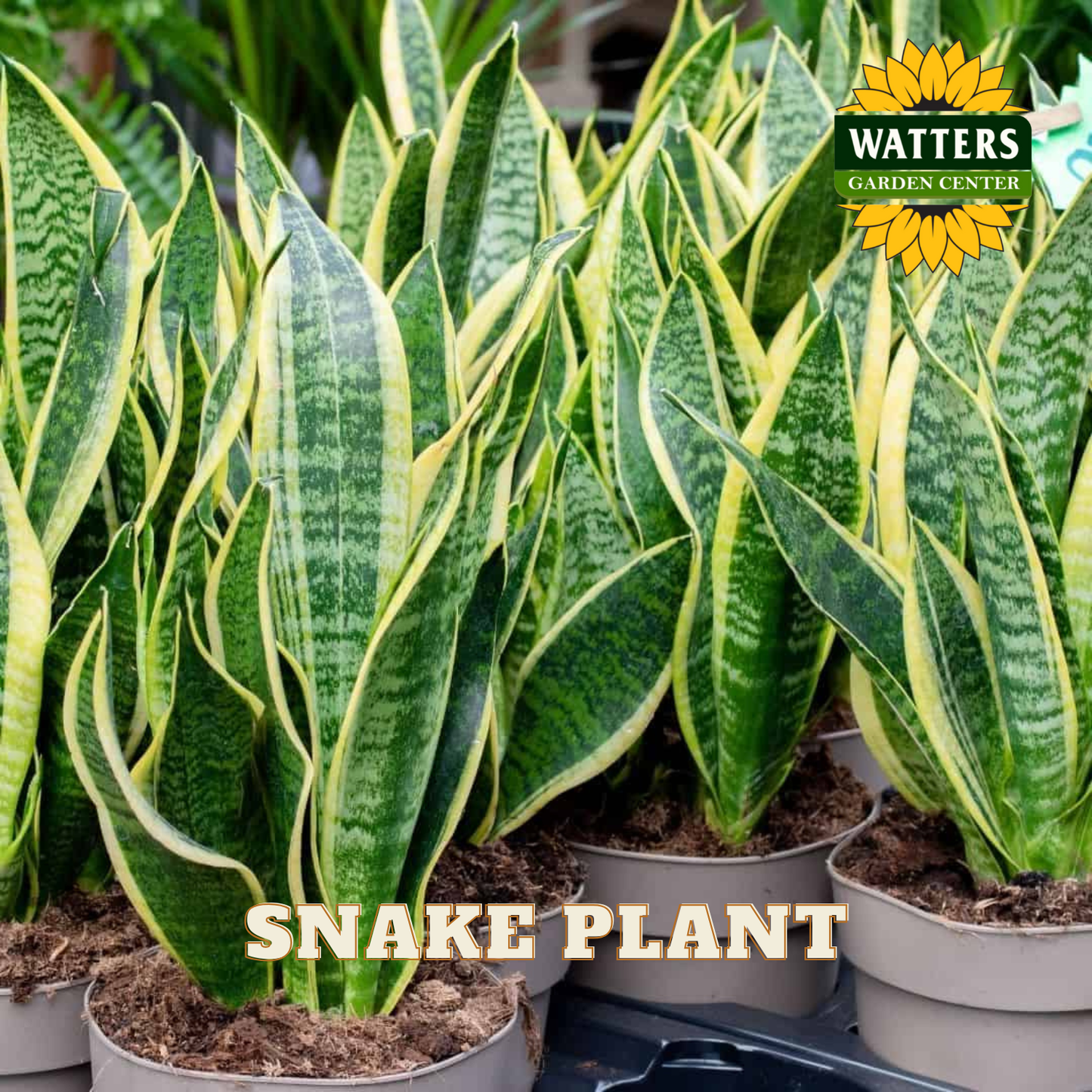 Potted snake plants with Watters Garden Center logo in the background