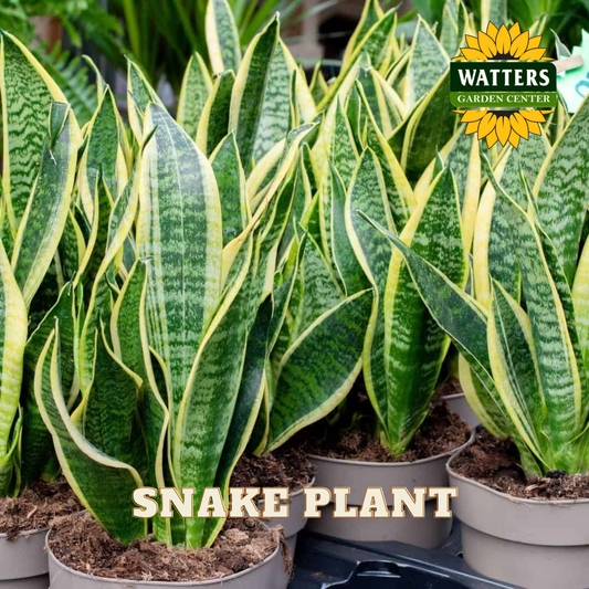 Potted snake plants with Watters Garden Center logo in the background