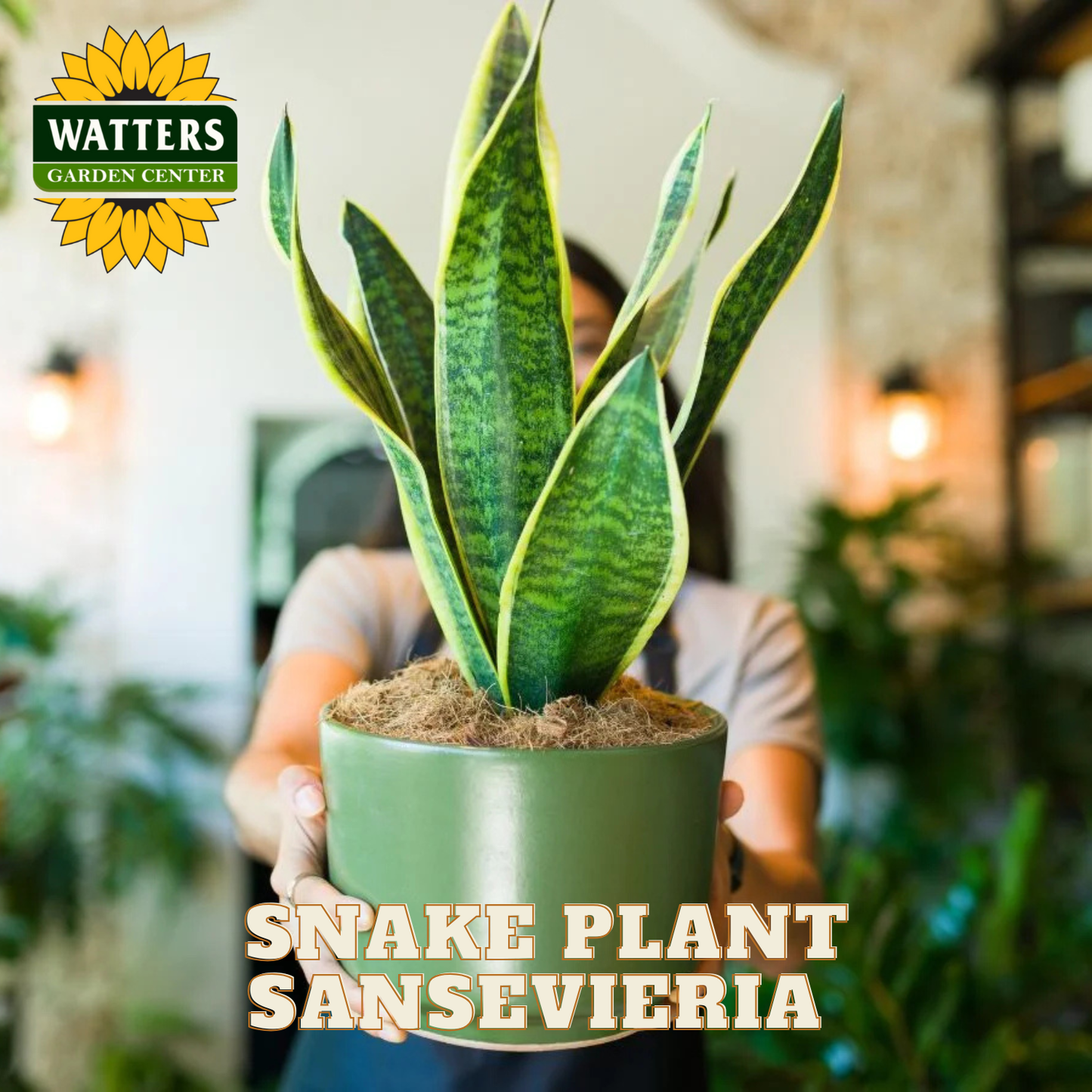 Person holding a potted snake plant with Watters Garden Center logo and text overlay.