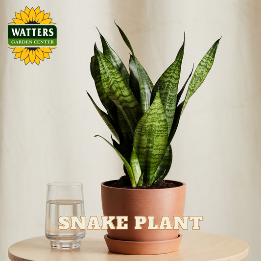 Potted snake plant on a table with a glass of water, Watters Garden Center logo visible