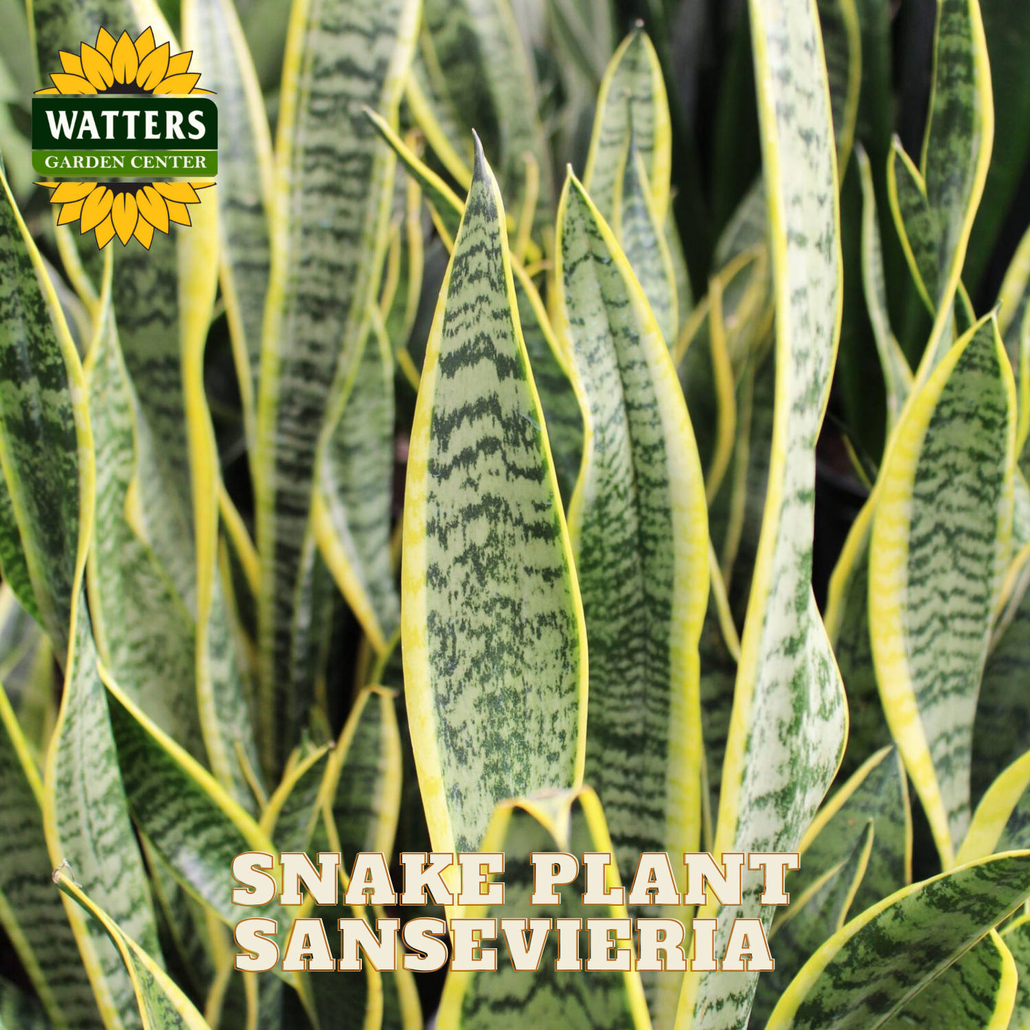 snake chaser plant SNAKE PLANT SANSEVIERIA