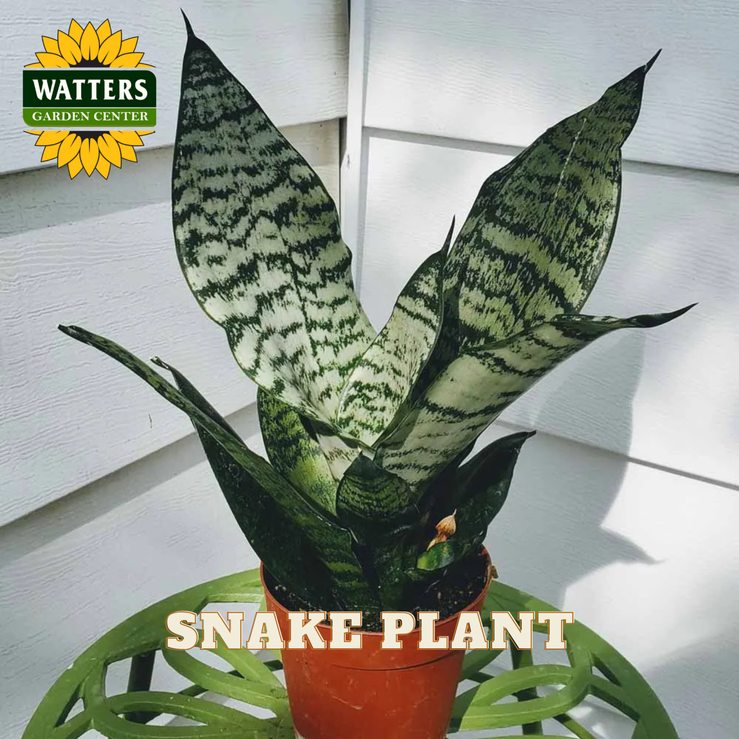 Potted snake plant with Watters Garden Center branding on a white background