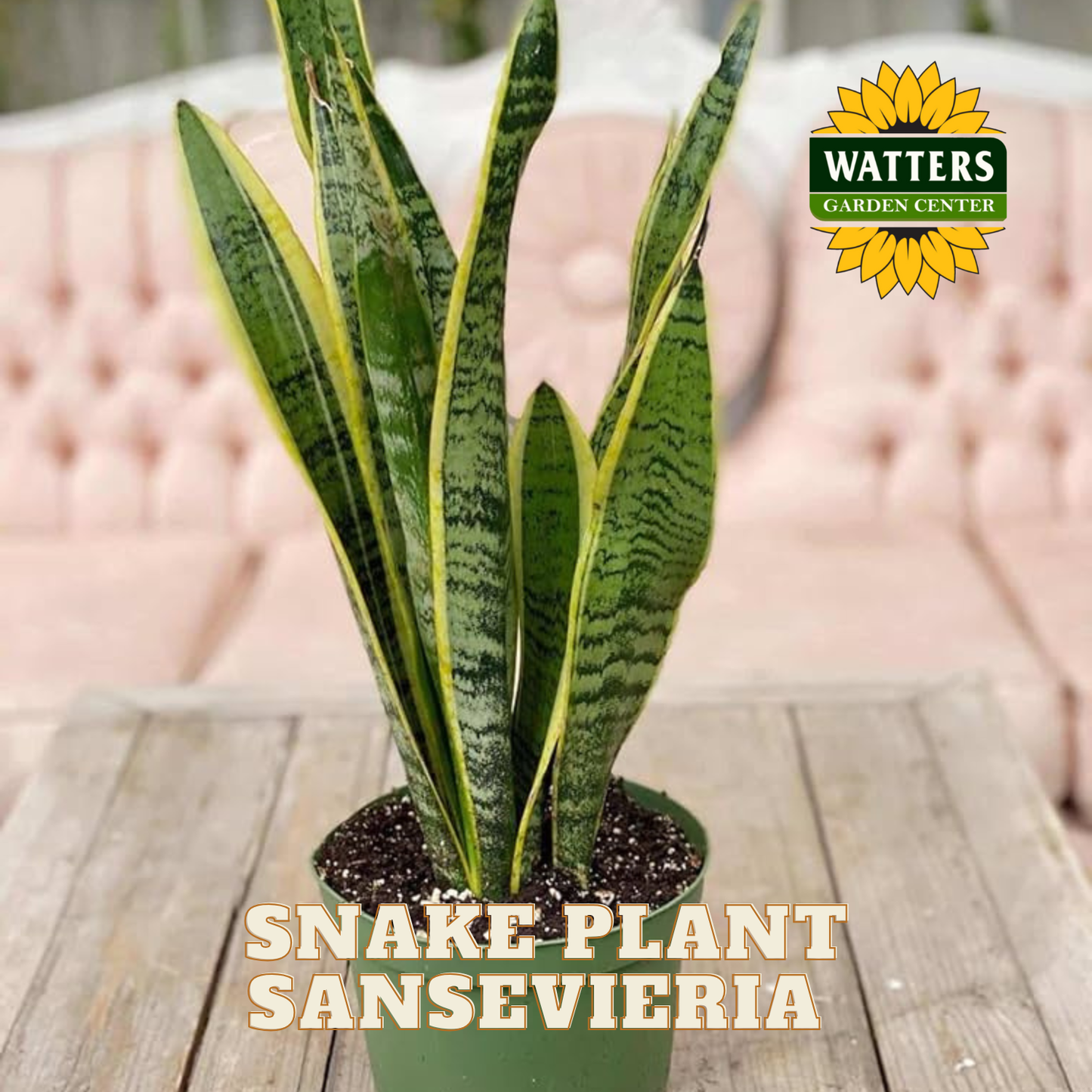 Potted snake plant Sansevieria on a wooden surface with Watters Garden Center logo.