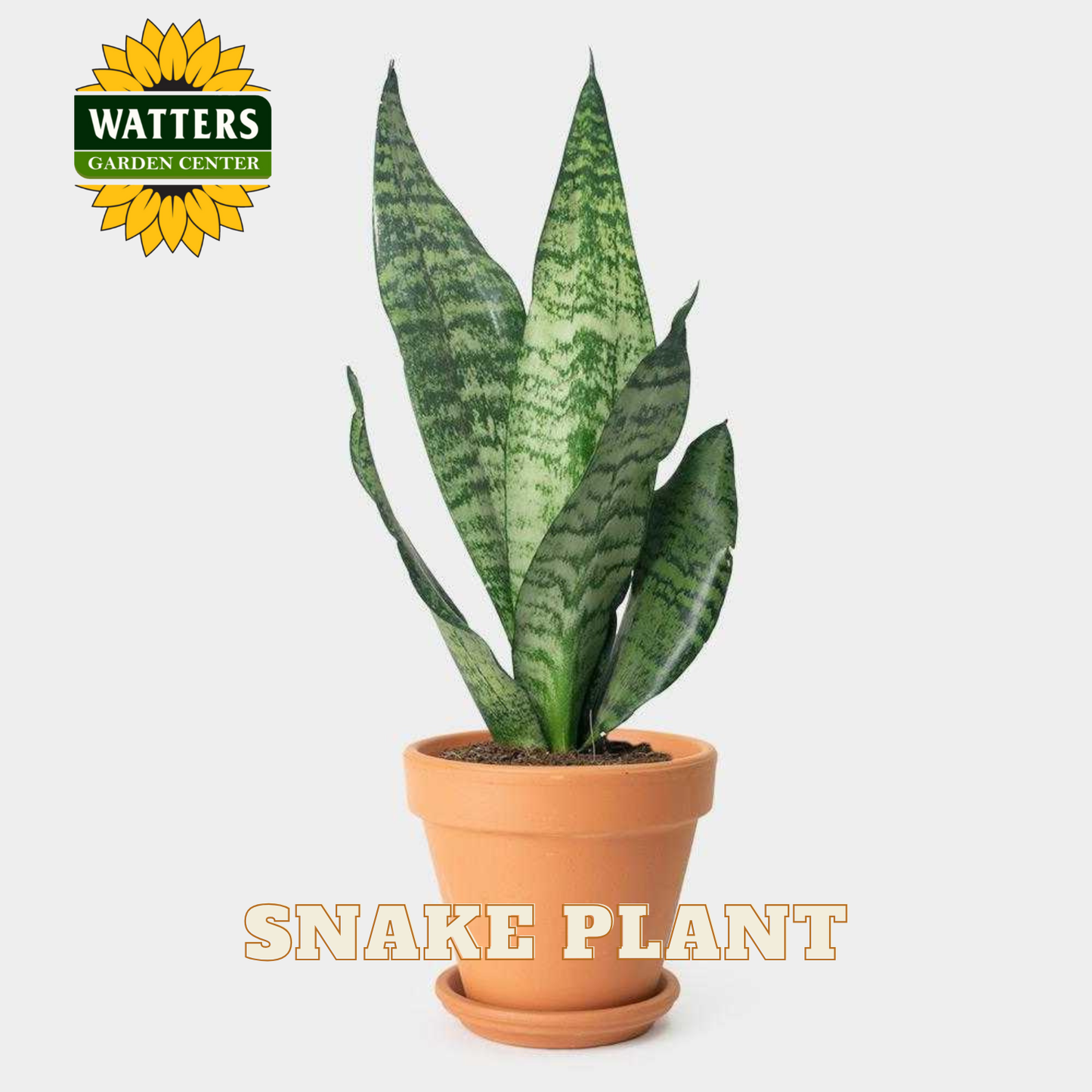 Potted snake plant with Watters Garden Center branding on a white background
