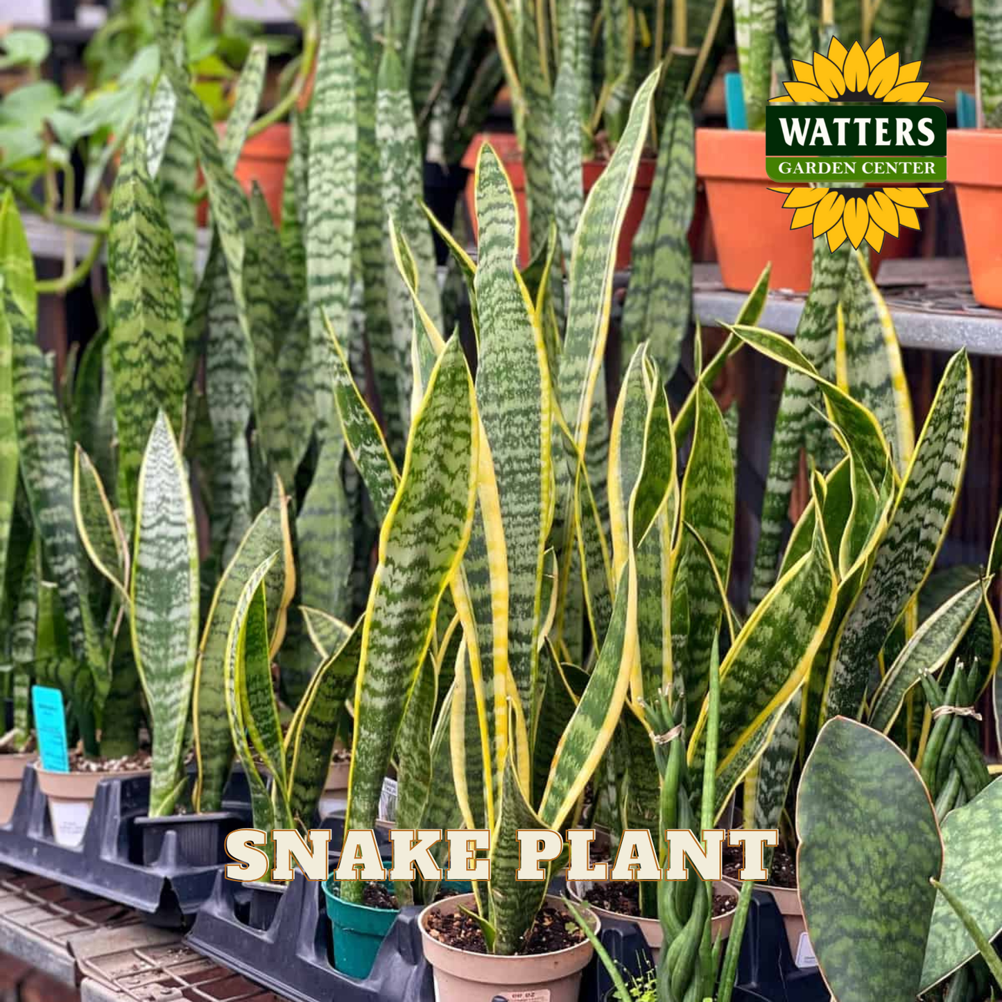 Snake plants in pots with Watters Garden Center logo.