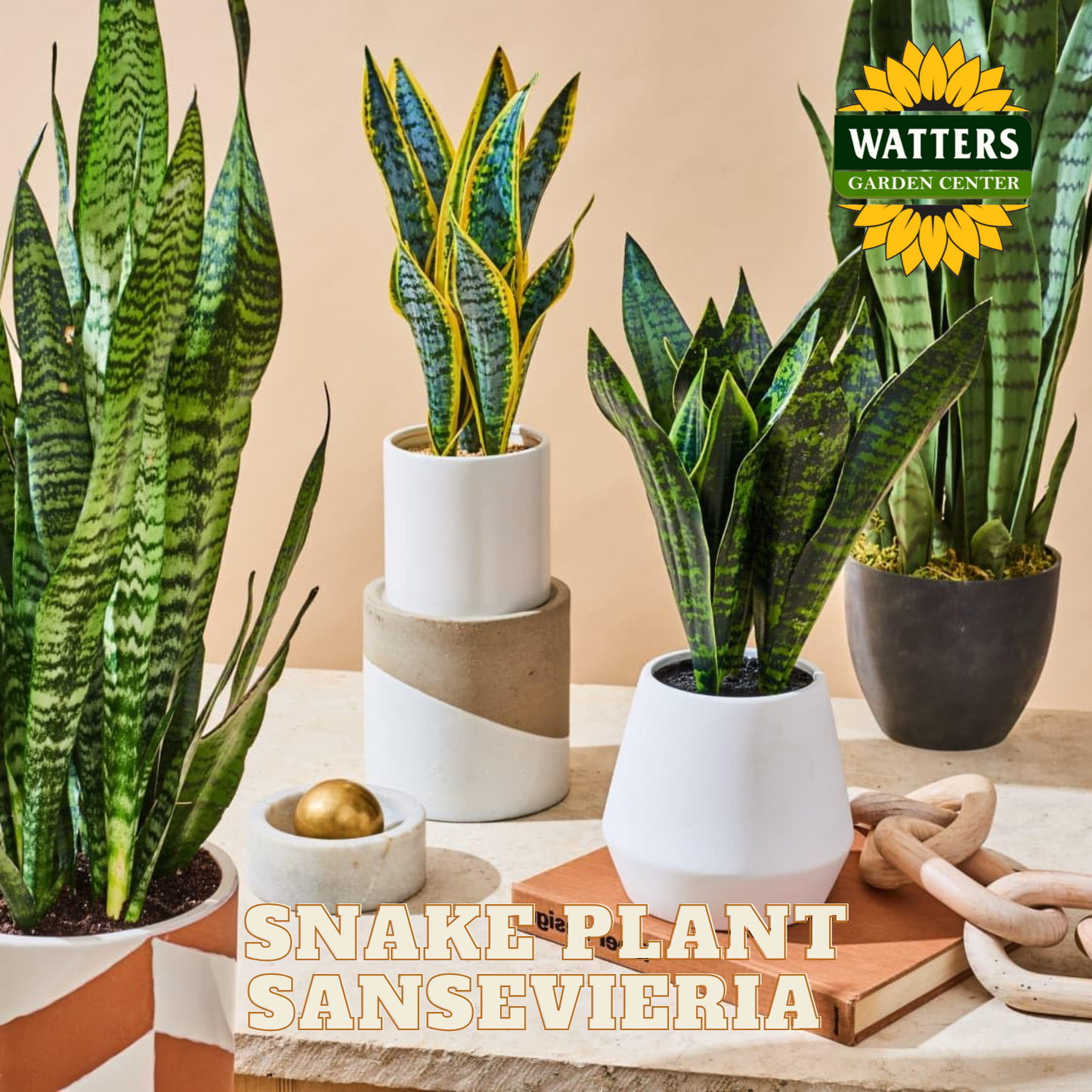 snake plant 8 inch pot SNAKE PLANT SANSEVIERIA 8in – Watters Garden Center