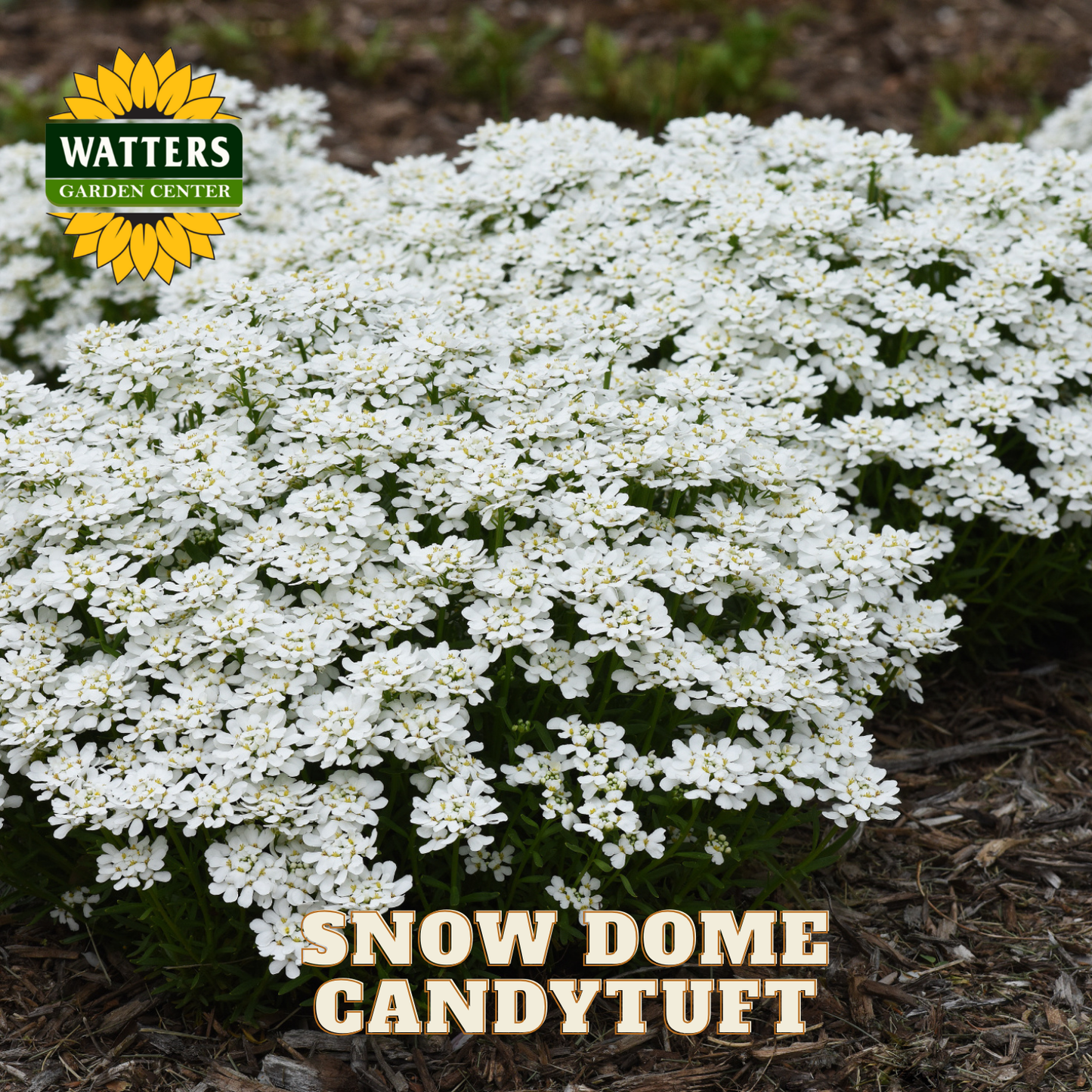 SNOW DOME CANDYTUFT 1gal