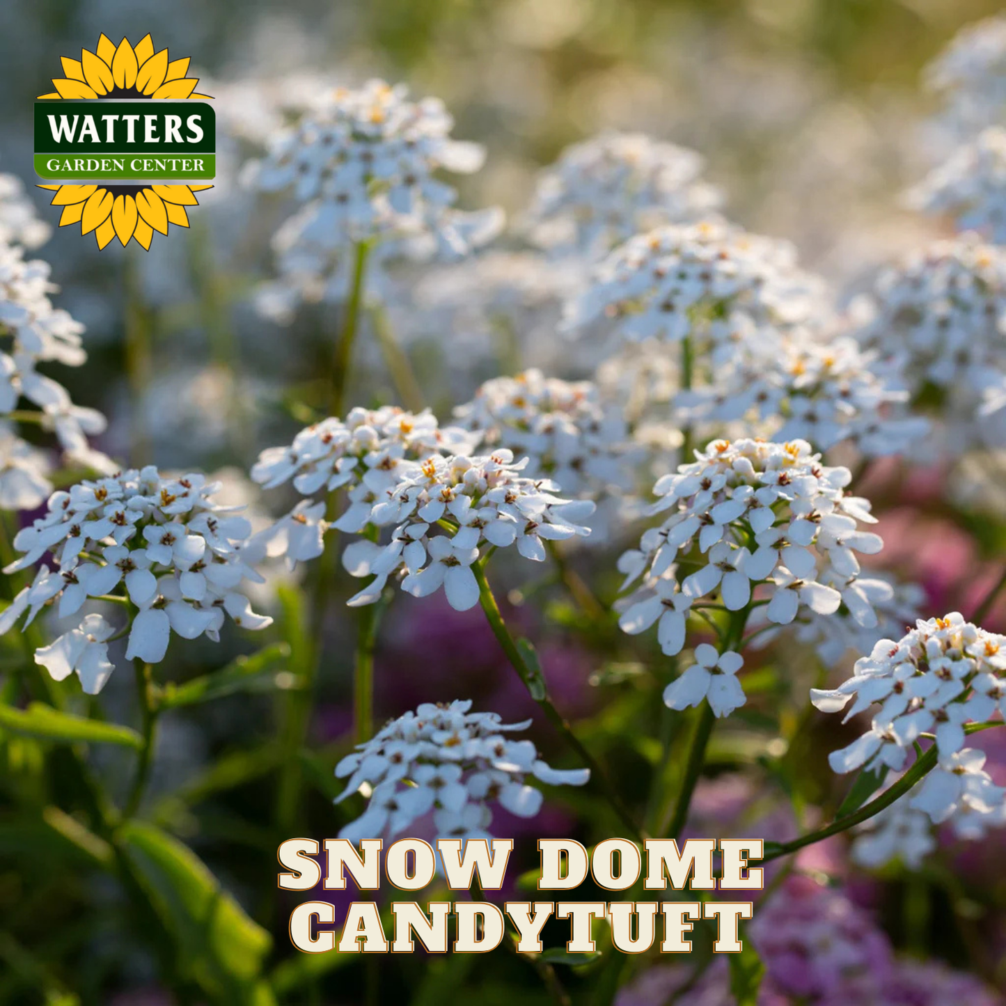 SNOW DOME CANDYTUFT 1gal