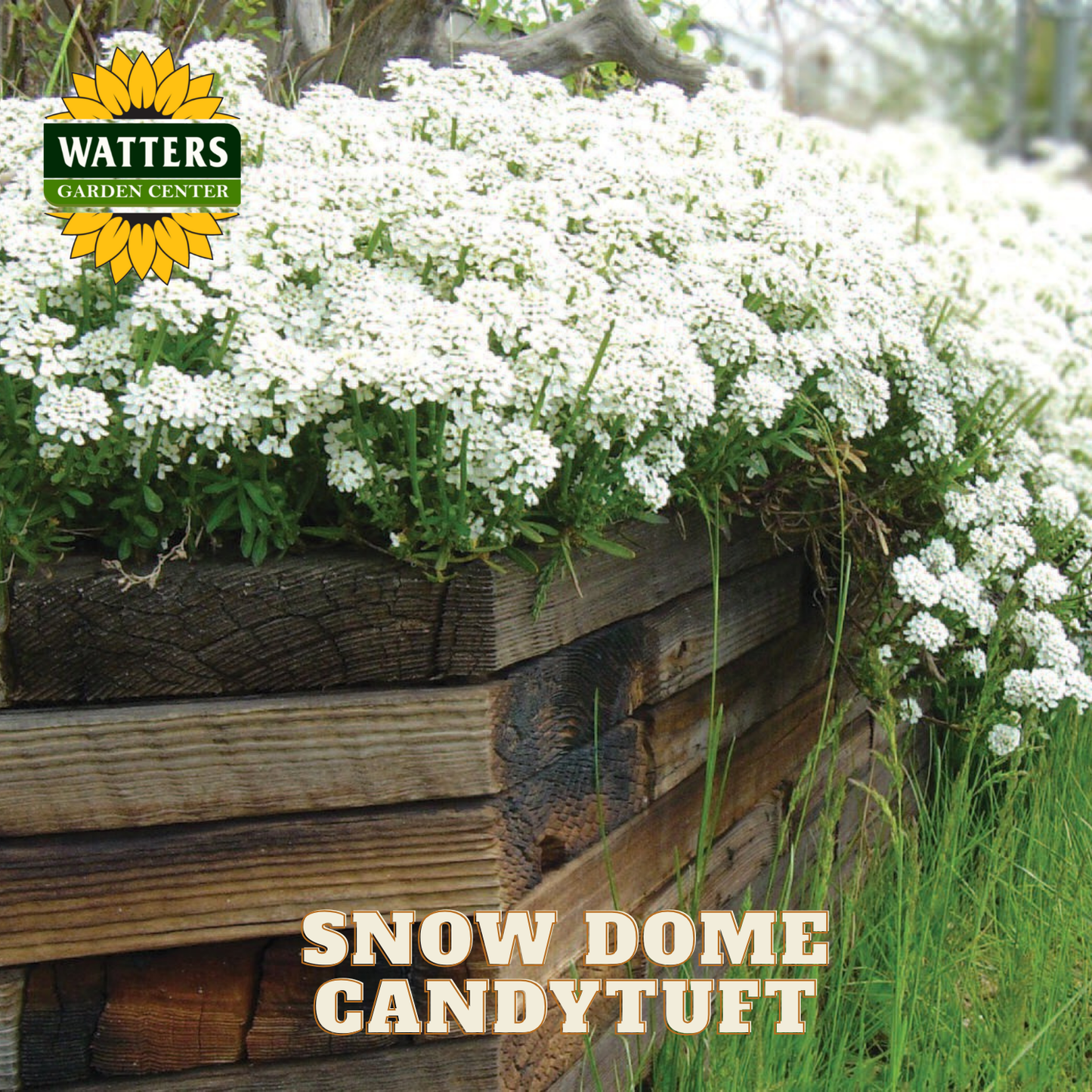 SNOW DOME CANDYTUFT 1gal