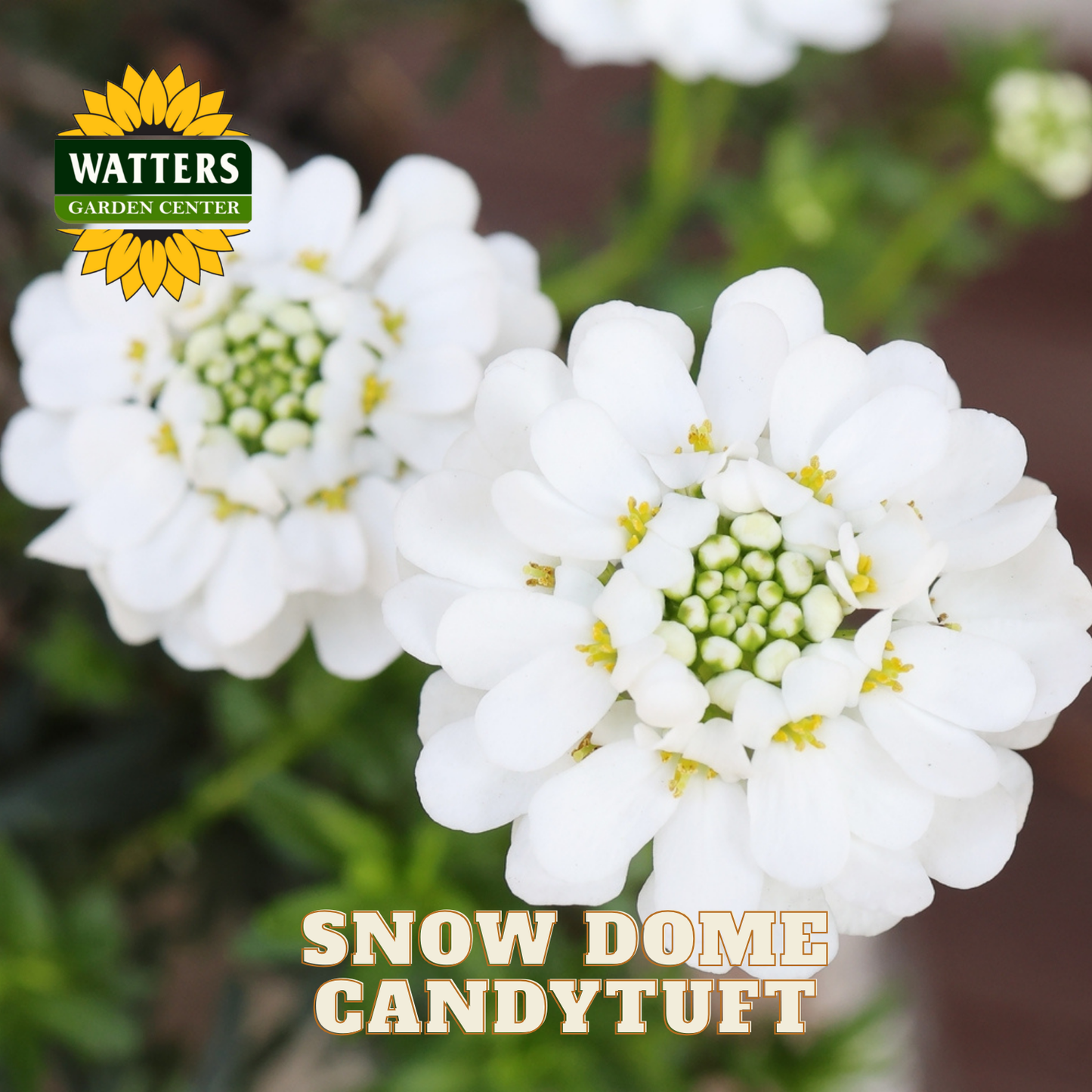 SNOW DOME CANDYTUFT 1gal