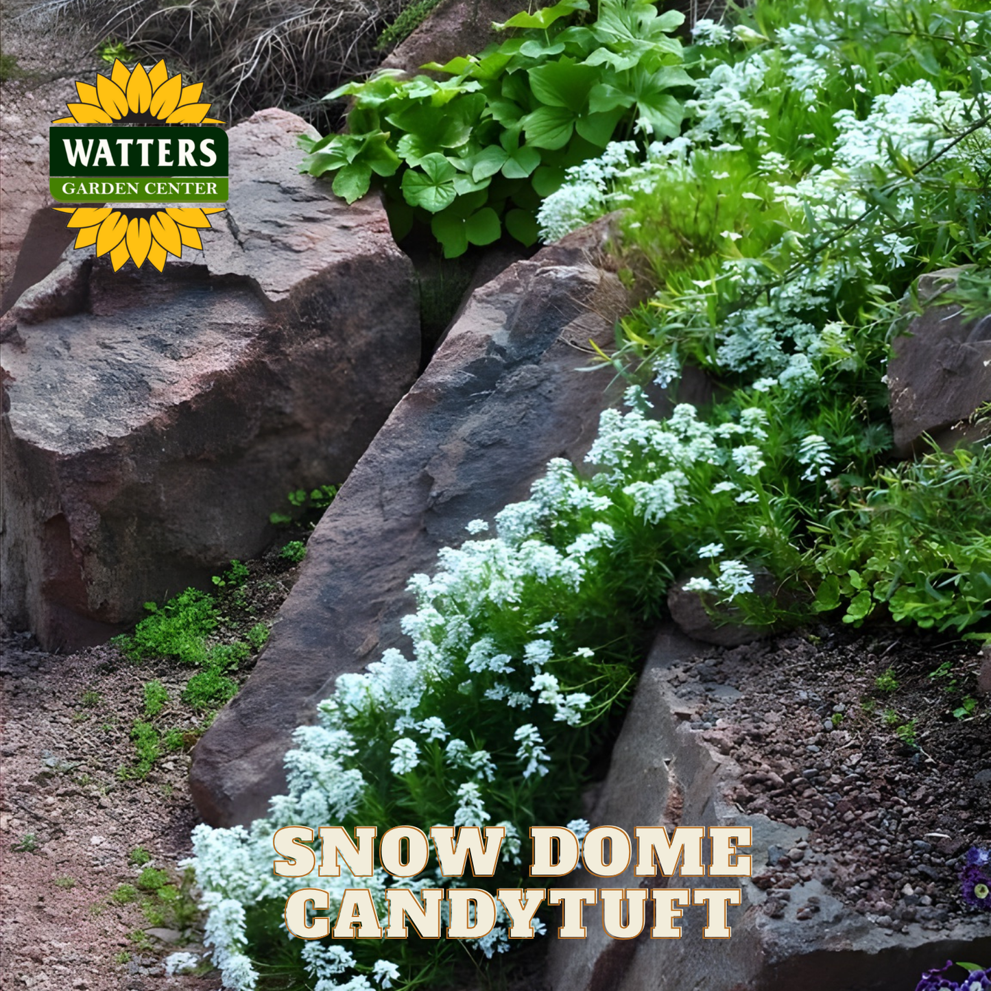SNOW DOME CANDYTUFT 1gal