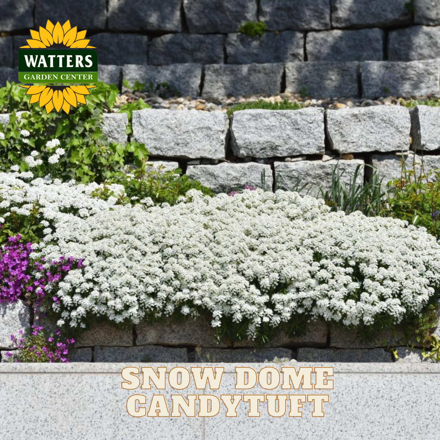 SNOW DOME CANDYTUFT 1gal