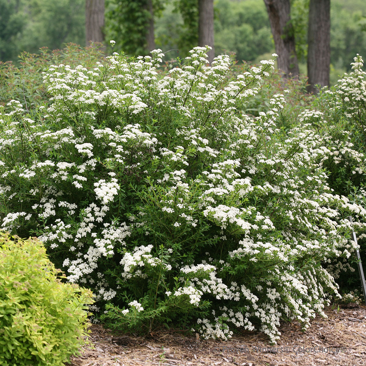 SNOWMOUND SPIRAEA 3gal