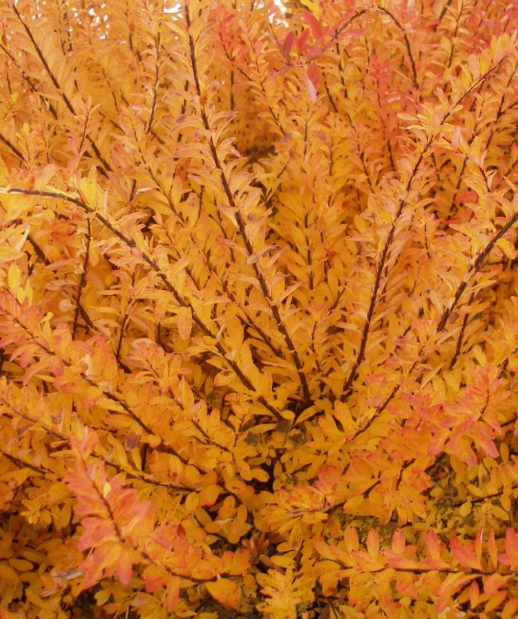 SNOWMOUND SPIRAEA 3gal