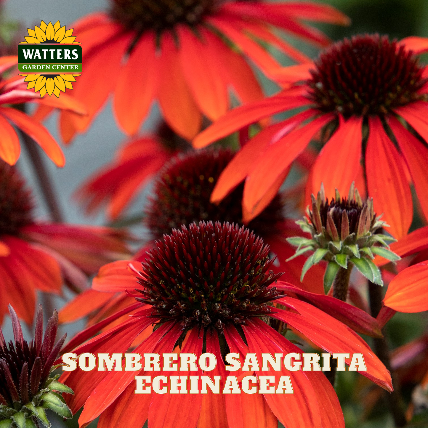 Close-up of red coneflowers with dark purple centers and green sepals, with the text 'SOMBRERO SANGRITA ECHINACEA' and a 'WATTERS GARDEN CENTER' logo on a blurred background.
