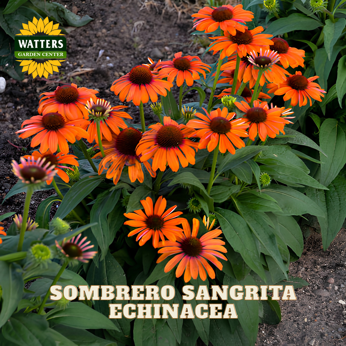 A cluster of vibrant orange Echinacea 'Sombra Sangrita' flowers with dark brown centers and green foliage, growing in a garden bed. The Watters Garden Center logo is visible in the top left, and the text 'SOMBRERO SANGRITA ECHINACEA' is displayed at the bottom.