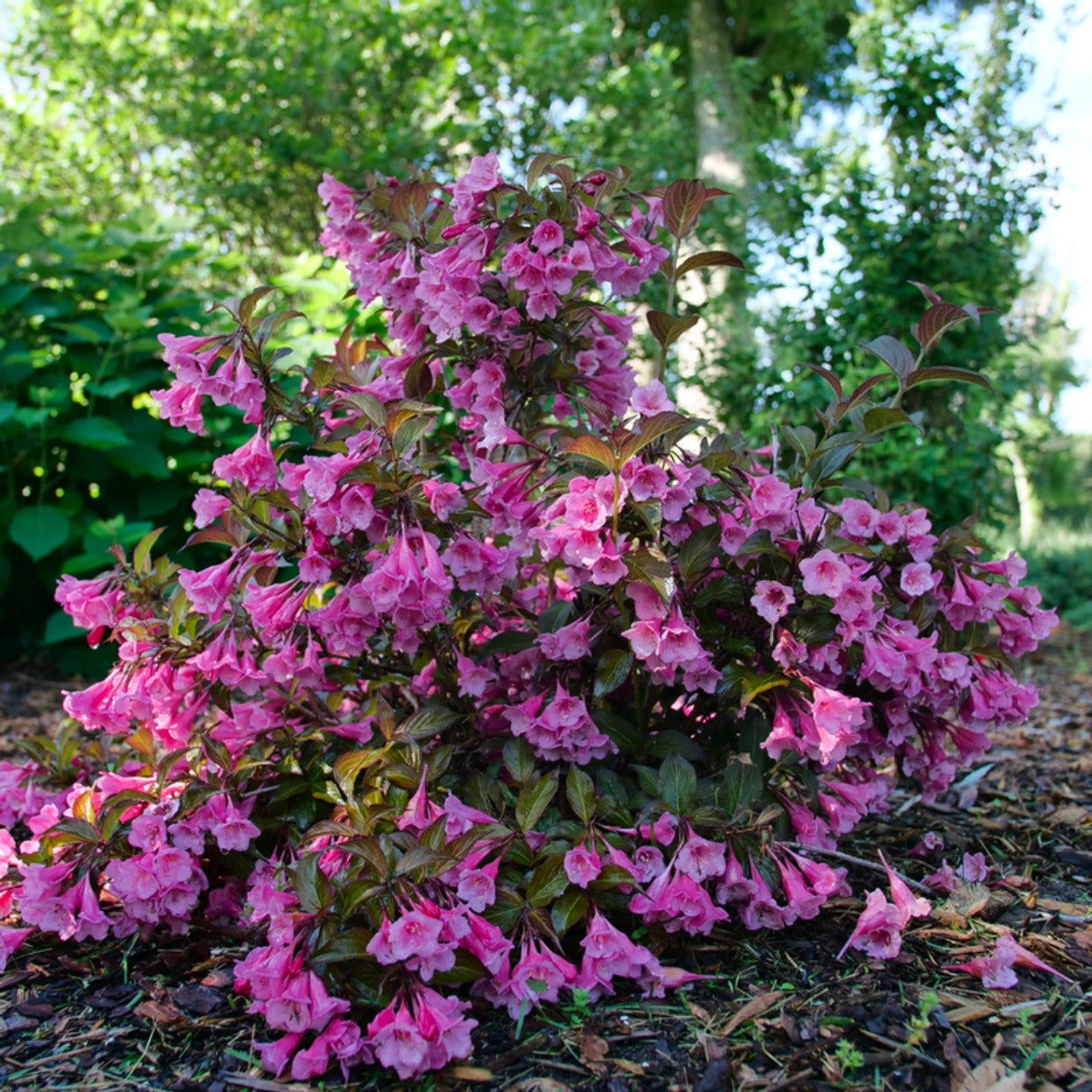 SONIC BLOOM PINK WEIGELA 2gal