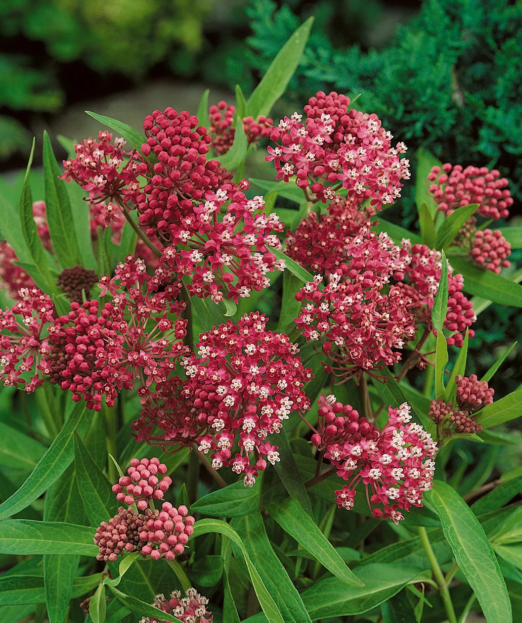 SOULMATE MILKWEED