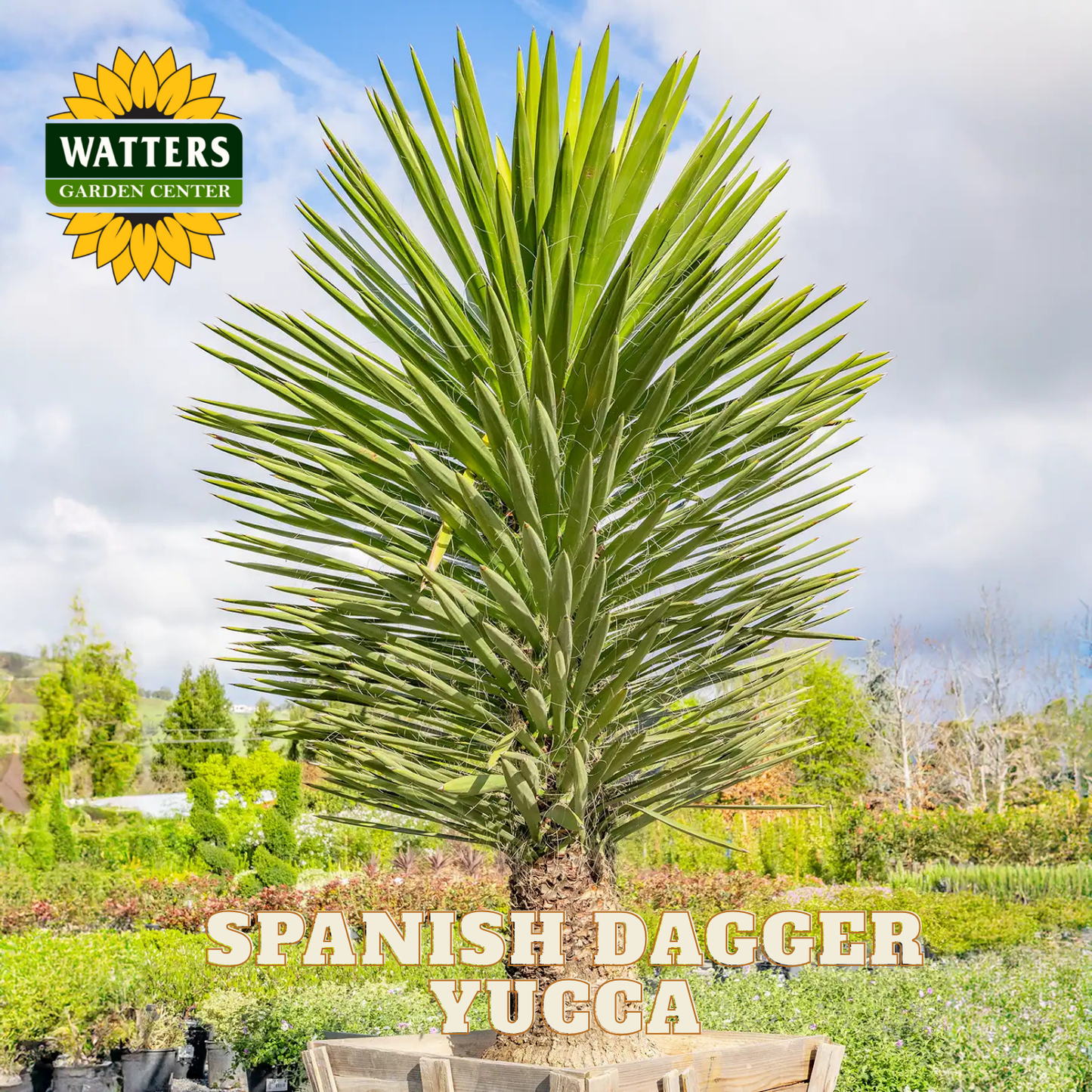 VARIEGATED SPANISH DAGGER YUCCA 5gal – Watters Garden Center