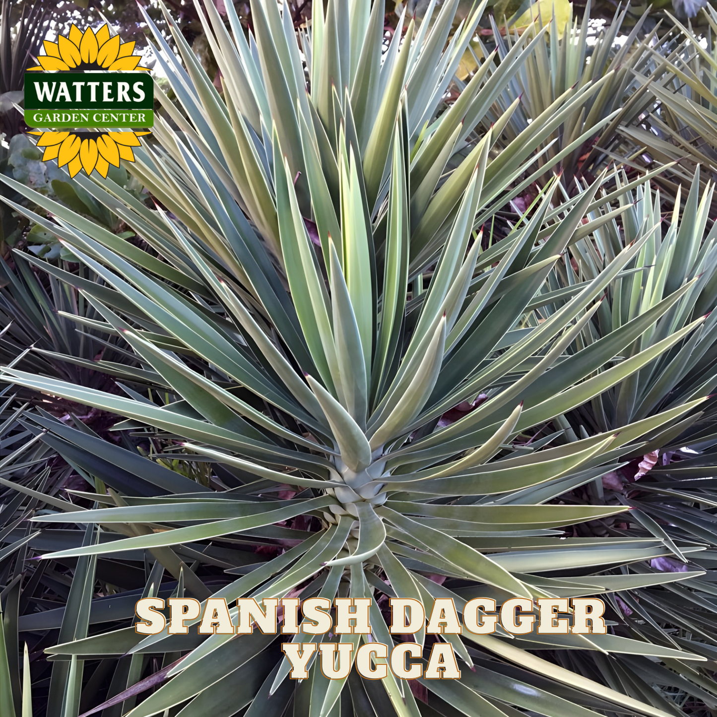 VARIEGATED SPANISH DAGGER YUCCA 5gal – Watters Garden Center