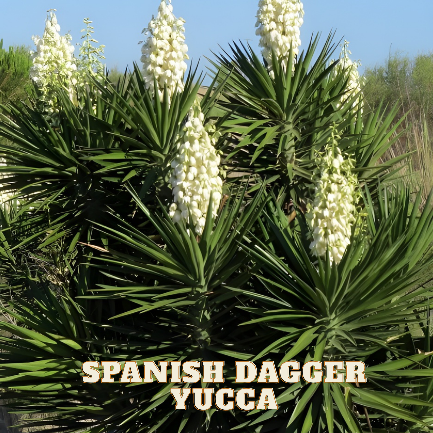 VARIEGATED SPANISH DAGGER YUCCA 5gal – Watters Garden Center